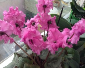 Echinopsis - hogyan lehet eljutni virágoznak, a házunk, és a kert a ház és kert