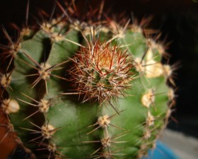 Echinopsis - hogyan lehet eljutni virágoznak, a házunk, és a kert a ház és kert