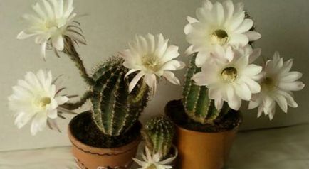 Echinopsis ellátás az otthoni termesztés, az oltás és szaporítása betegség és kártevők