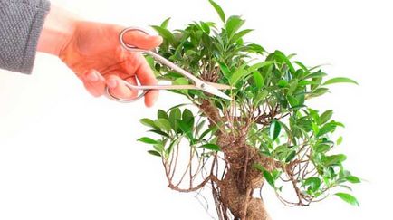 Ficus bonsai - hogyan nőnek a Benjamin, és hogyan kell gondoskodni otthon