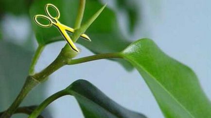 Ficus bonsai - cum să crească de la benjamin și cum să aibă grijă acasă