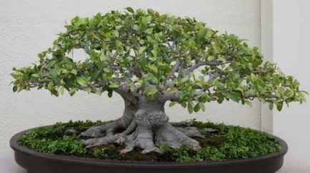 Ficus bonsai - cum să crești de la Benjamin și cum să ai grijă acasă