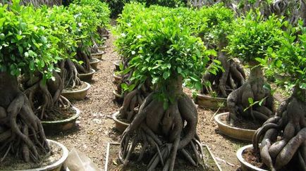 Ficus bonsai - hogyan nőnek a Benjamin, és hogyan kell gondoskodni otthon