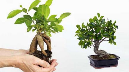 Ficus bonsai - hogyan nőnek a Benjamin, és hogyan kell gondoskodni otthon