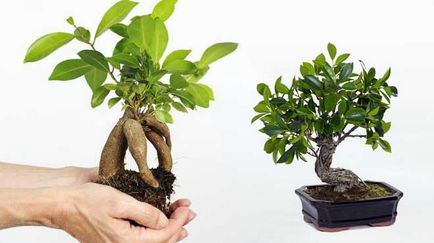 Ficus bonsai - cum să crească de la benjamin și cum să aibă grijă acasă