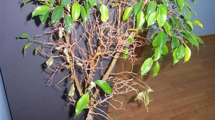 Ficus bonsai - cum să crești de la Benjamin și cum să ai grijă acasă