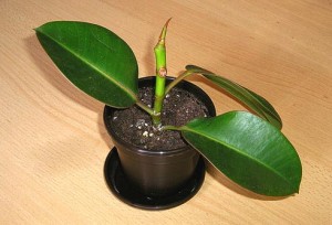 Ficus Elastica otthoni gondozást, fotó (fajta)