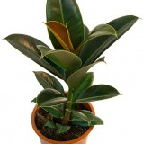 Ficus Еластика грижи у дома, снимка (разнообразие)