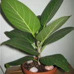 Ficus Elastica otthoni gondozást, fotó (fajta)