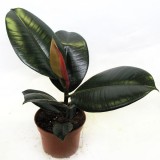 Ficus Еластика грижи у дома, снимка (разнообразие)