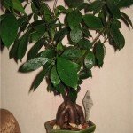 Ficus Elastica otthoni gondozást, fotó (fajta)