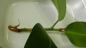 Ficus Elastica otthoni gondozást, fotó (fajta)