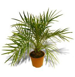 Фінікова пальма - навколишня природа, пізнавальні факти про тварин і рослини