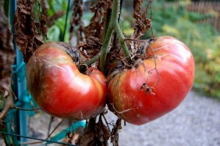 Фітофтора на помідорах