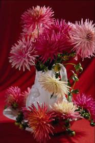 Floristica pentru dalii, compoziții de flori proaspete