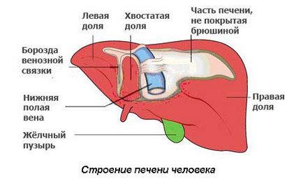 Forum disconfort părinților în hipocondrul drept, poate înfundarea hepatică de sub coaste