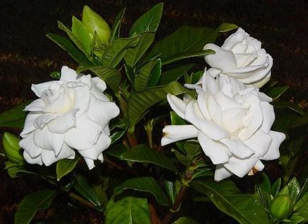 Gardenia iasomie