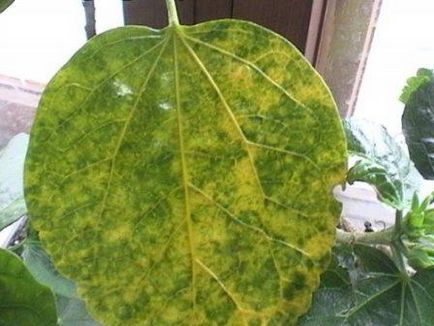 Hibiscus grădină fotografie, îngrijire și plantare ca iarna în grădină