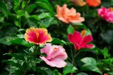 Hibiscus grădină fotografie, îngrijire și plantare ca iarna în grădină
