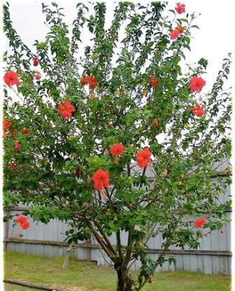 Hibiscus grădină fotografie, îngrijire și plantare ca iarna în grădină