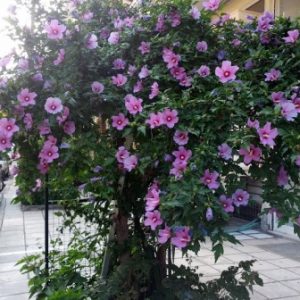 Hibiscus grădină fotografie, îngrijire și plantare ca iarna în grădină