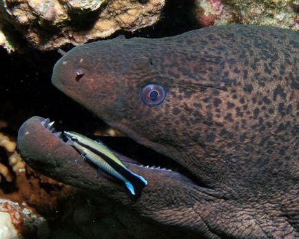 Giant moray (lat)