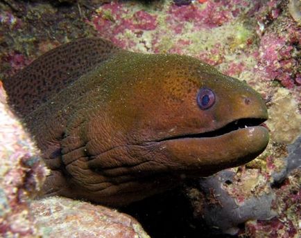 Óriás muréna (lat (Moray) Óriás muréna (latin: