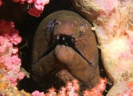 Giant moray (lat)