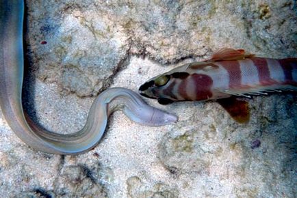 Giant moray (lat)