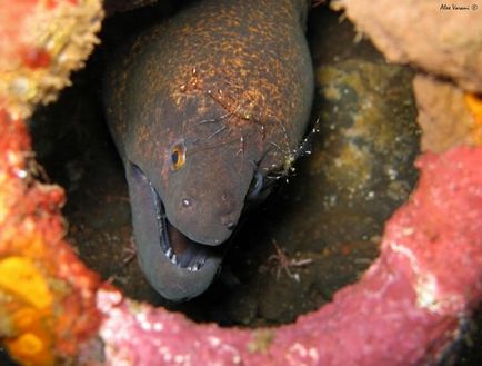 Óriás muréna (lat (Moray) Óriás muréna (latin: