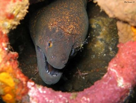 Giant moray (lat)