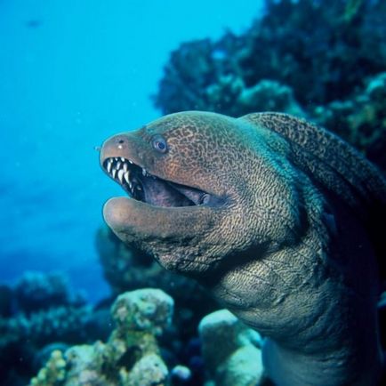 Giant moray (lat)