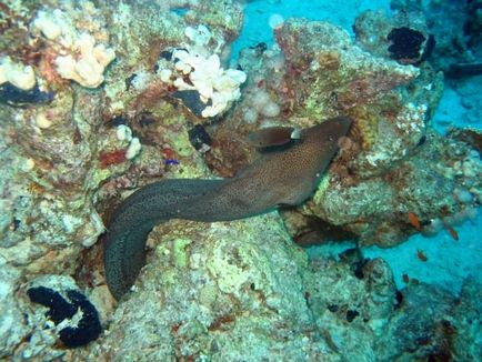 Giant moray (lat)