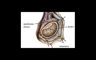 Hipoplazia testiculelor