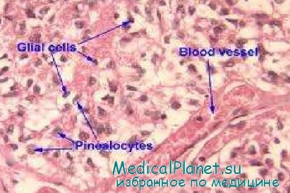 Histologia epifizei