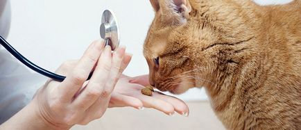 Viermi, helminți la pisici și câini, ecrovit veterinar