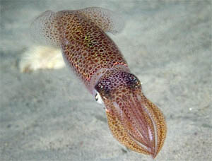 Cefalopodii (calmar și caracatiță), maydivingsafari, pot face scufundări în safari, mei scufundări, scufundări,