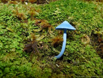 Blue fungus «știri în fotografie