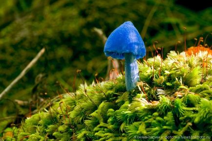 Blue fungus «știri în fotografie