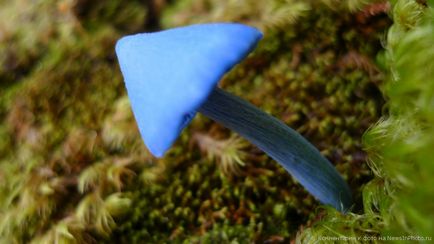 Blue fungus «știri în fotografie