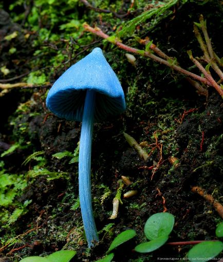 Blue fungus «știri în fotografie