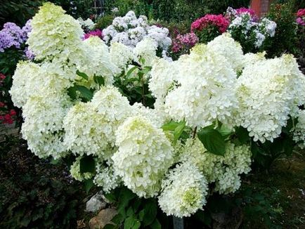 Hortensia fantomă, cultivarea și îngrijirea unei plante