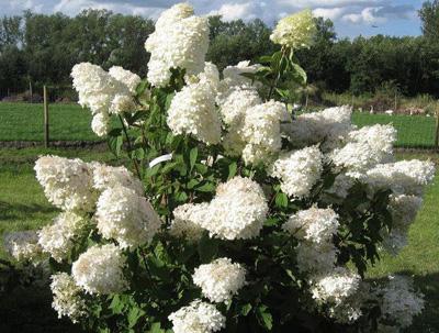 Hydrangea paniculata 