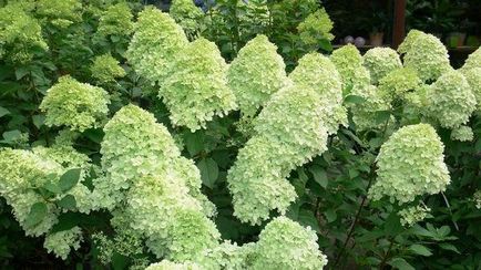 Hydrangea paniculata 