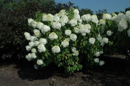 Hydrangea paniculate phantom - un buchet frumos în grădină
