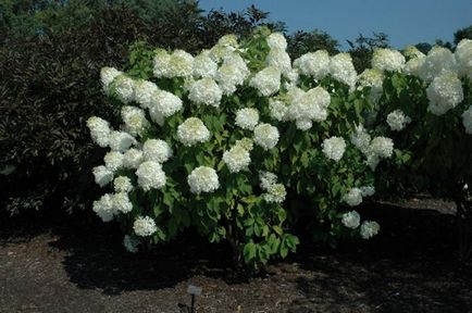 Hydrangea paniculata 