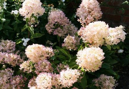 Hydrangea paniculate phantom - un buchet frumos în grădină