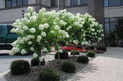 Hortensia paniculate - plantare fantomă și îngrijire, descriere