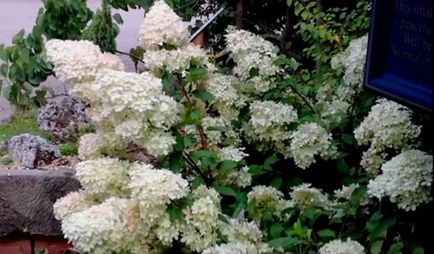 Hortensia phantom phantom planting and care, descriere, fotografie