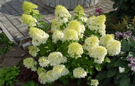 Hortenzia paniculata fajták a „fantom” leírás, ültetés, gondozás